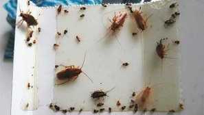 Za vedno se znebite ščurkov v hostlu